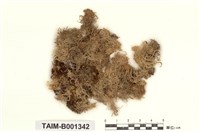 藏品(白齒泥炭苔)的圖片